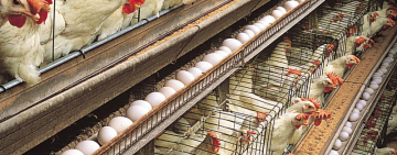 Safe to Consume Eggs and Poultry Amid Avian Influenza Outbreak.