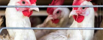 Poultry industry hit by chicken influenza