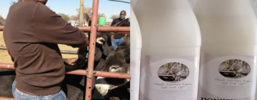 Donkey delights: Mahikeng's unique meat business booms