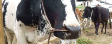 Suspected Foot-and-Mouth Disease Outbreak raises concerns in North West Province