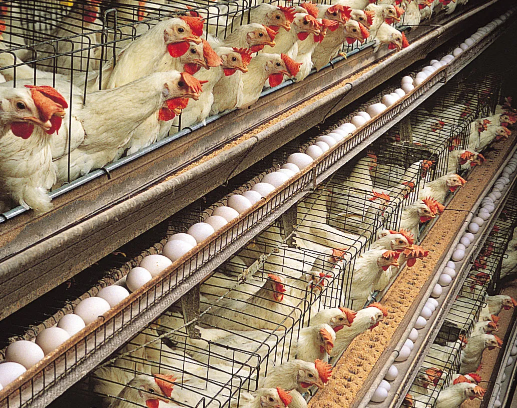 hens egg production White Leghorn layer house